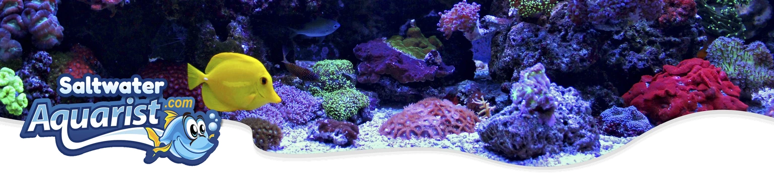 Saltwater Aquarist.com logo with a cartoon fish, over a reef aquarium with corals and a yellow tang