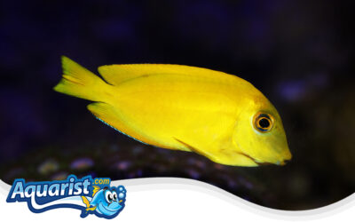 Orange Shoulder Tang