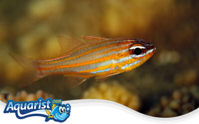 Orange-Lined Cardinalfish