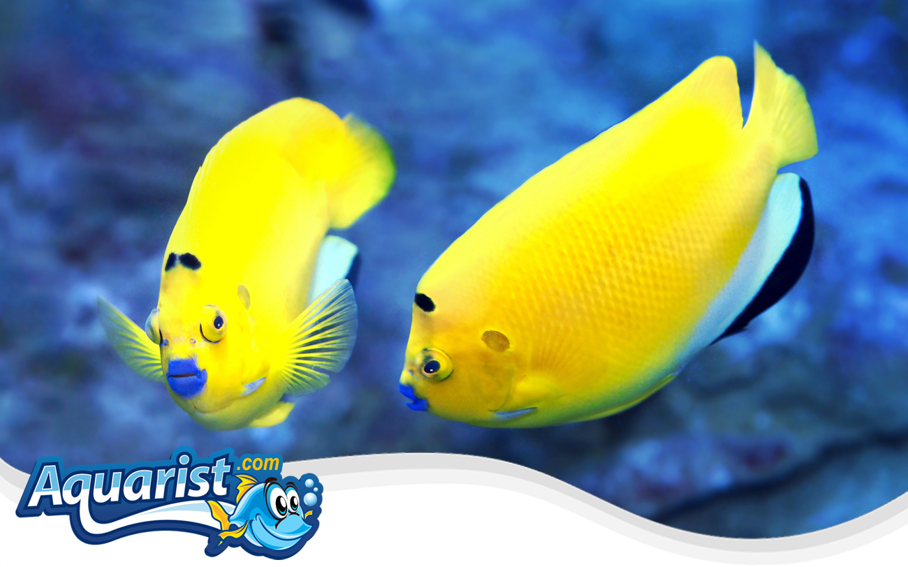 Three-spot Angelfish
