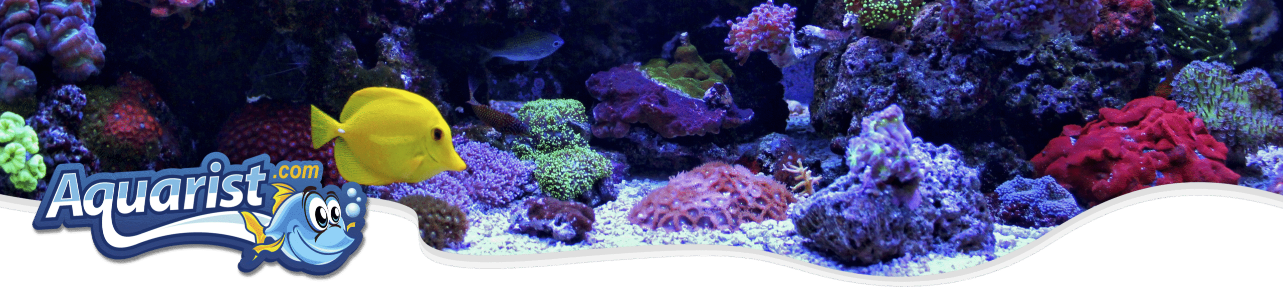 Corals Corals