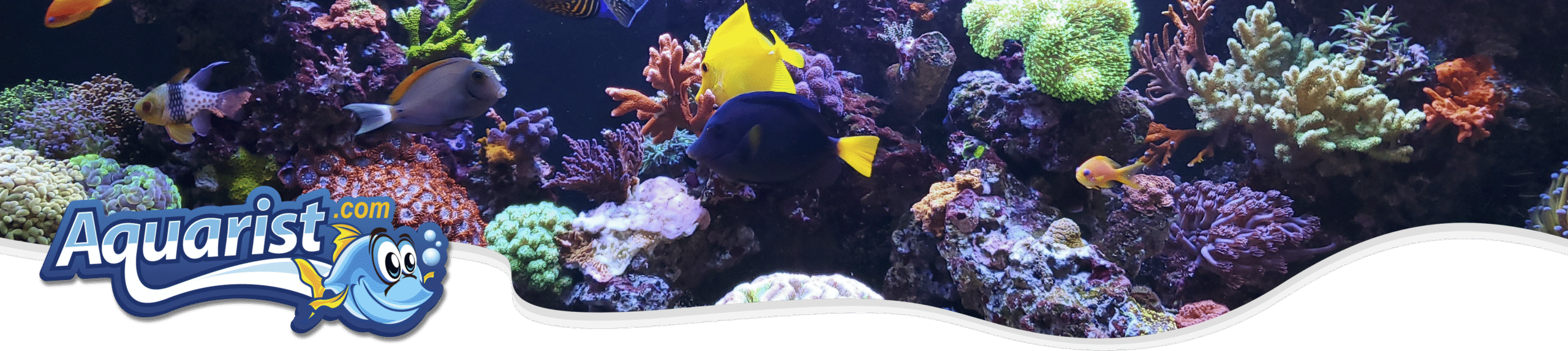 Saltwater Aquarists Saltwater Aquarists