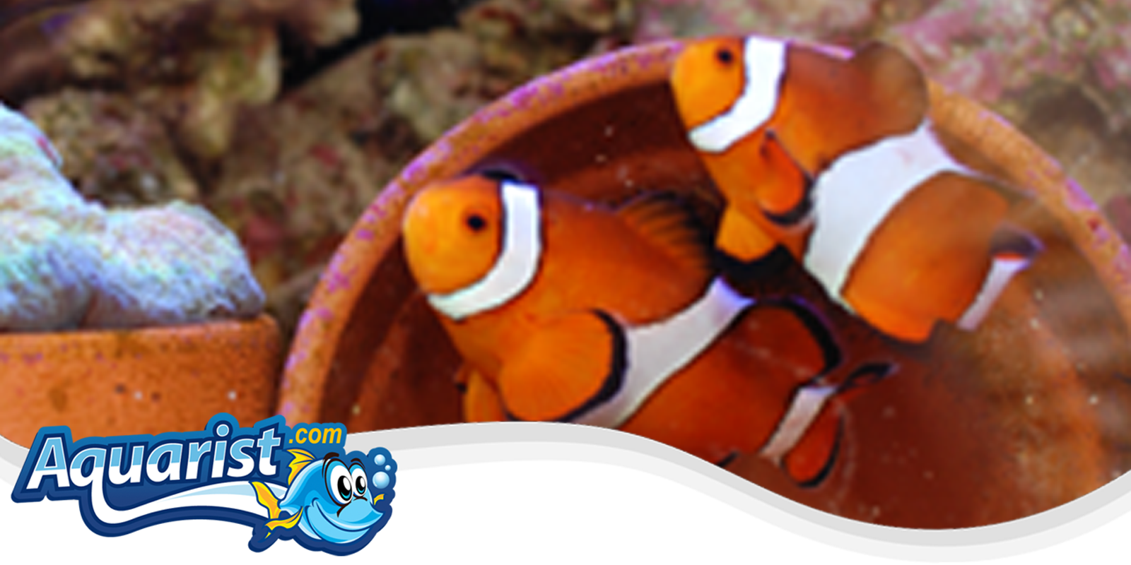 Breeding Saltwater Fish Breeding Saltwater Fish