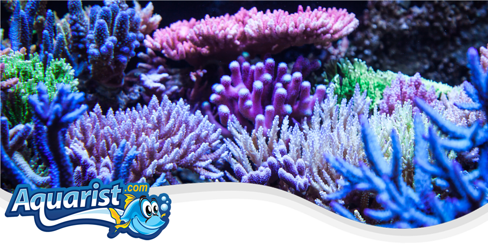 Corals Corals