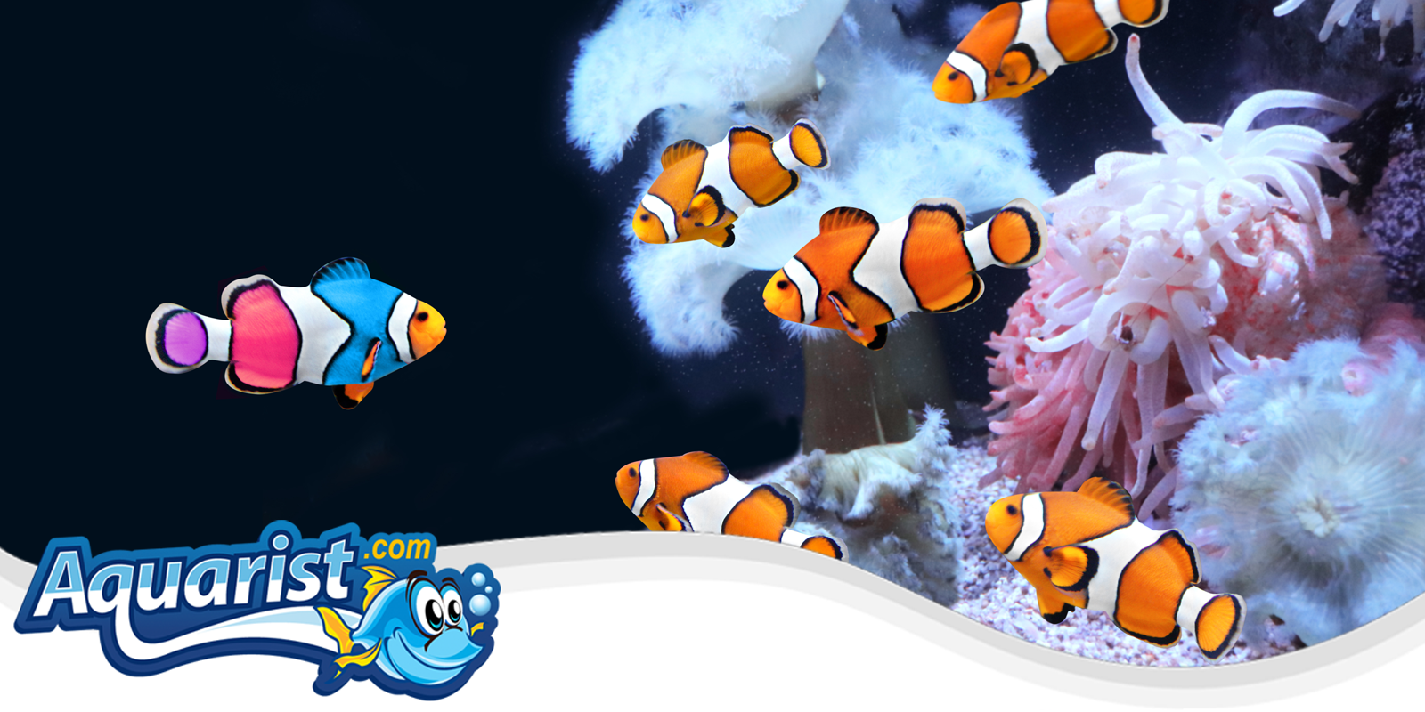 Saltwater Fish Compatibility