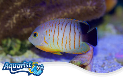 Eibli Angelfish
