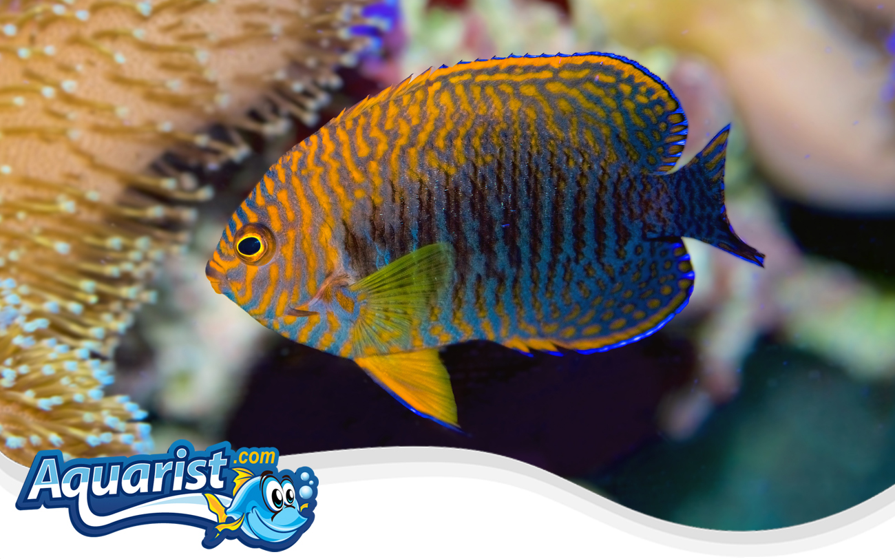 Potter's Angelfish