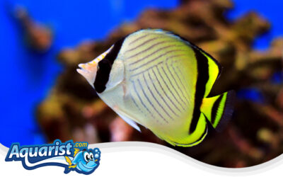 Vagabond Butterflyfish