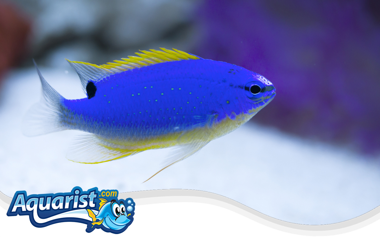 Fiji Blue Devil Damselfish