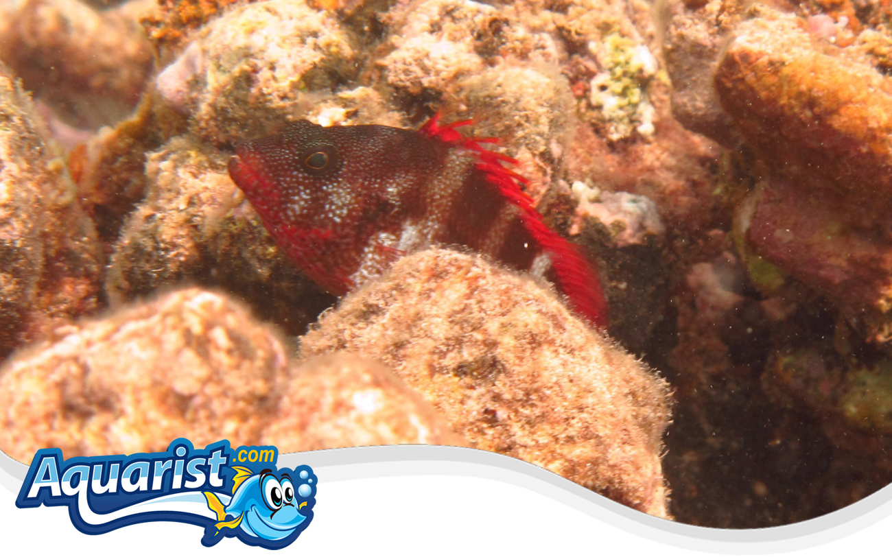 Redbarred Hawkfish