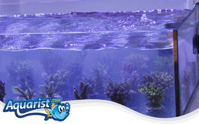 Coral Farming Business guide