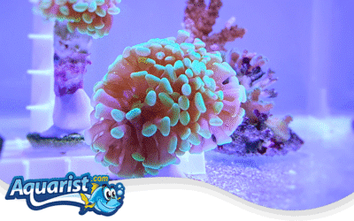 Fragging LPS Corals guide