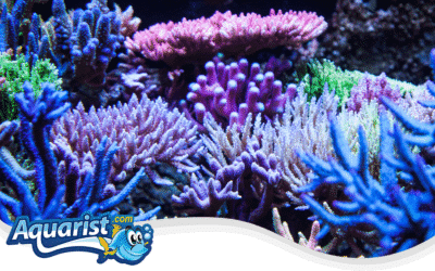 Fragging SPS Corals guide