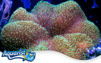 Fragging Soft Corals guide