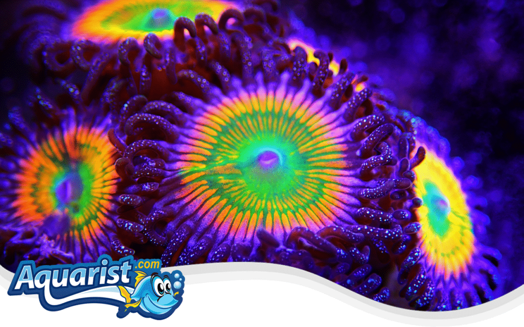 Fragging Zoas