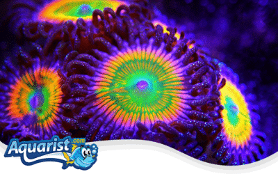 Fragging Zoanthids guide