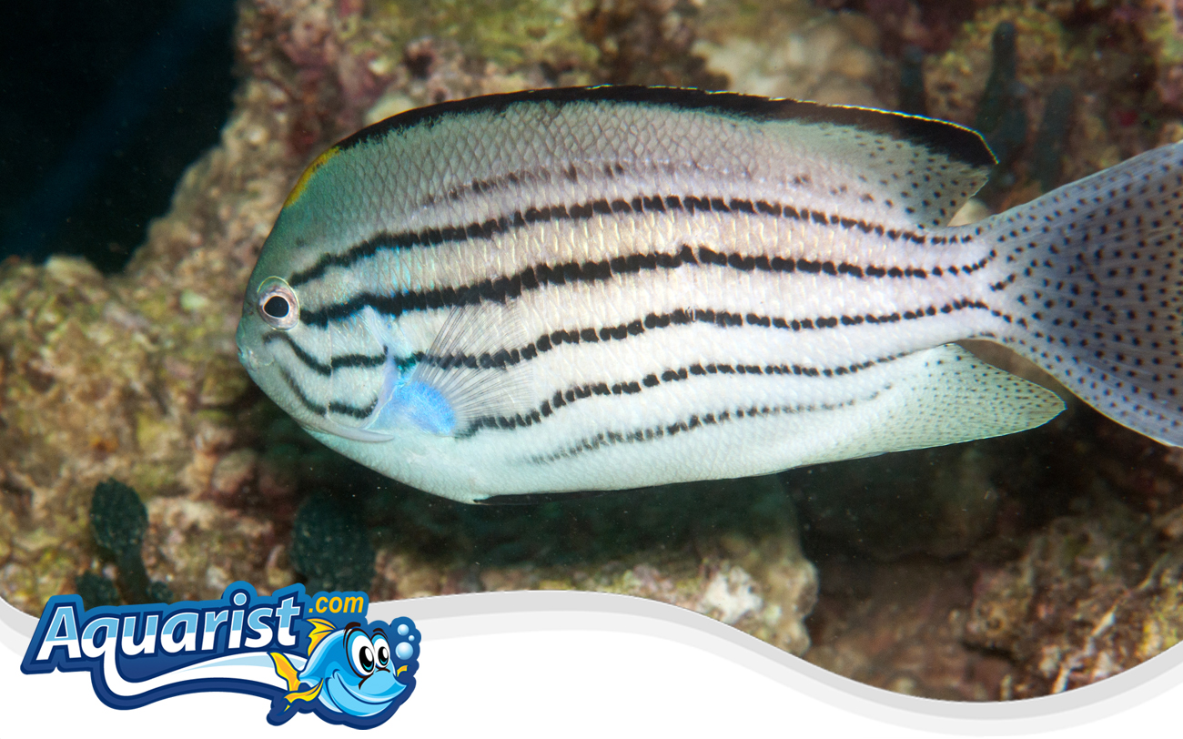 Watanabe's Angelfish