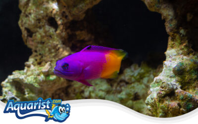 Brazilian Basslet