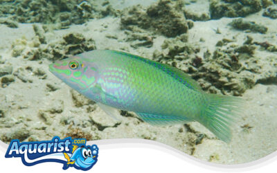 Pastel Green Wrasse