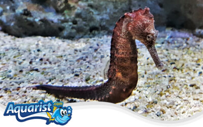 Yellow Seahorse