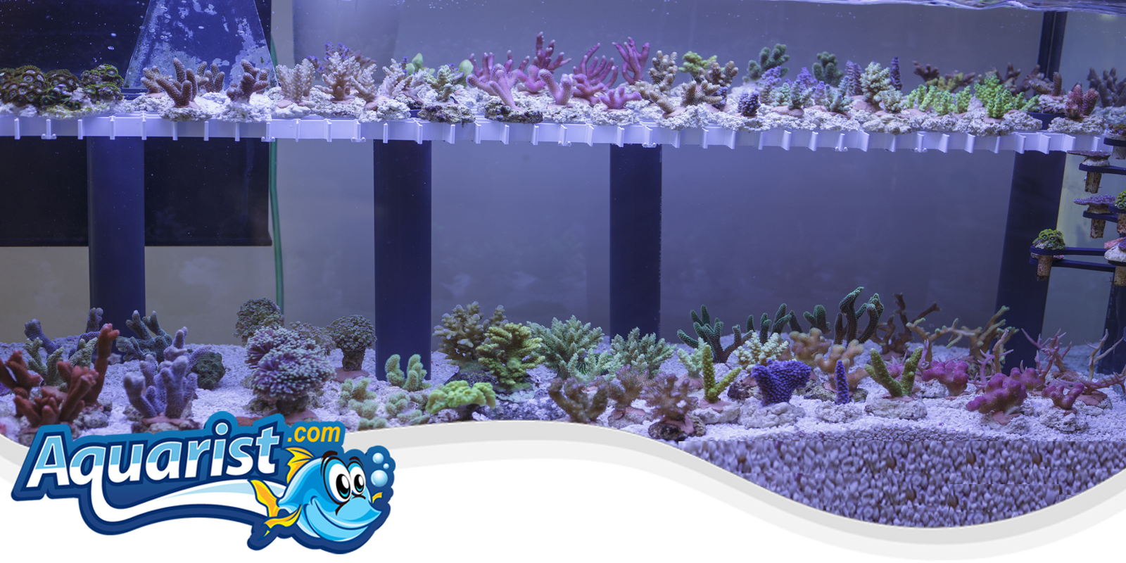 Fragging Corals Fragging Corals