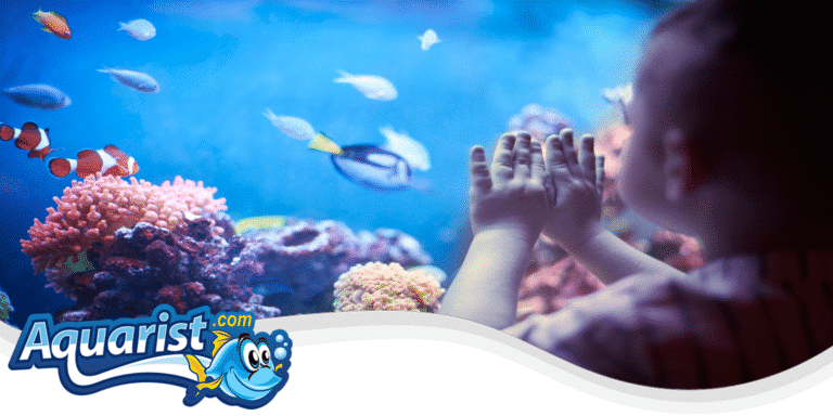 Child looking into a reef aquarium with clownfish and corals