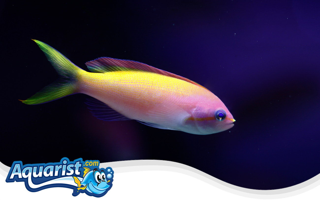 Carberry's Anthias