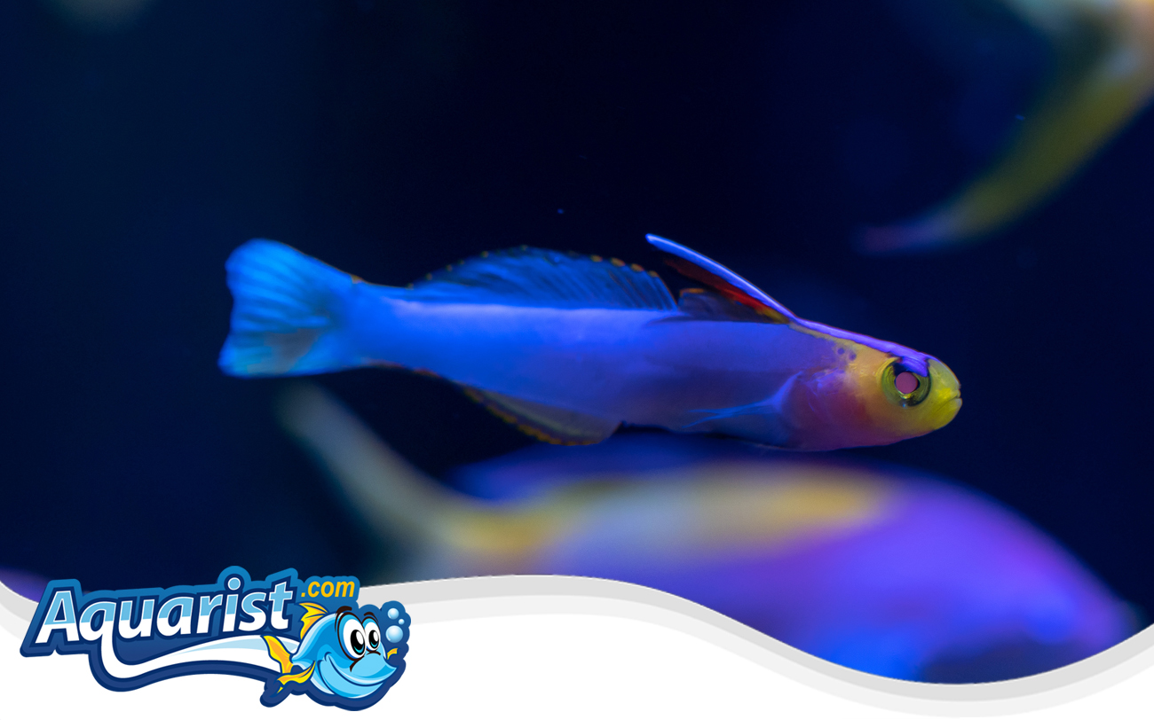 Helfrich's Firefish