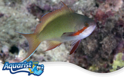 Threadfin Anthias