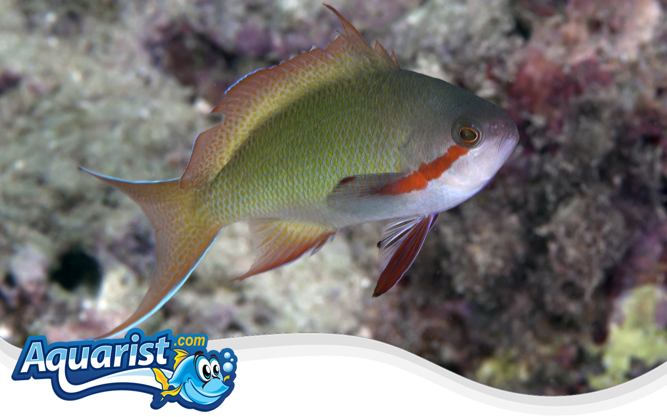 Threadfin Anthias