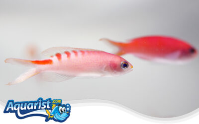 Lori’s Anthias
