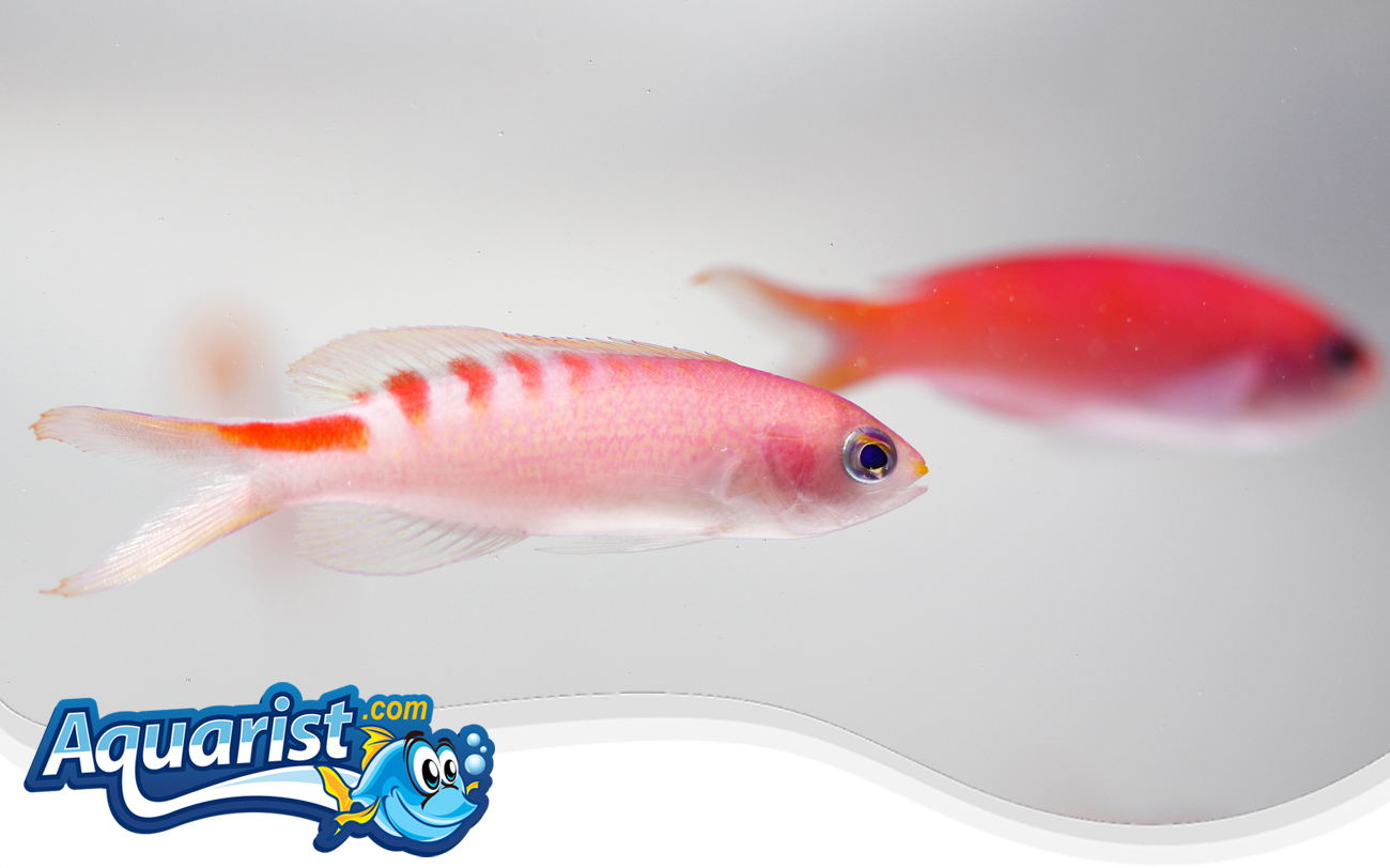 Lori's Anthias