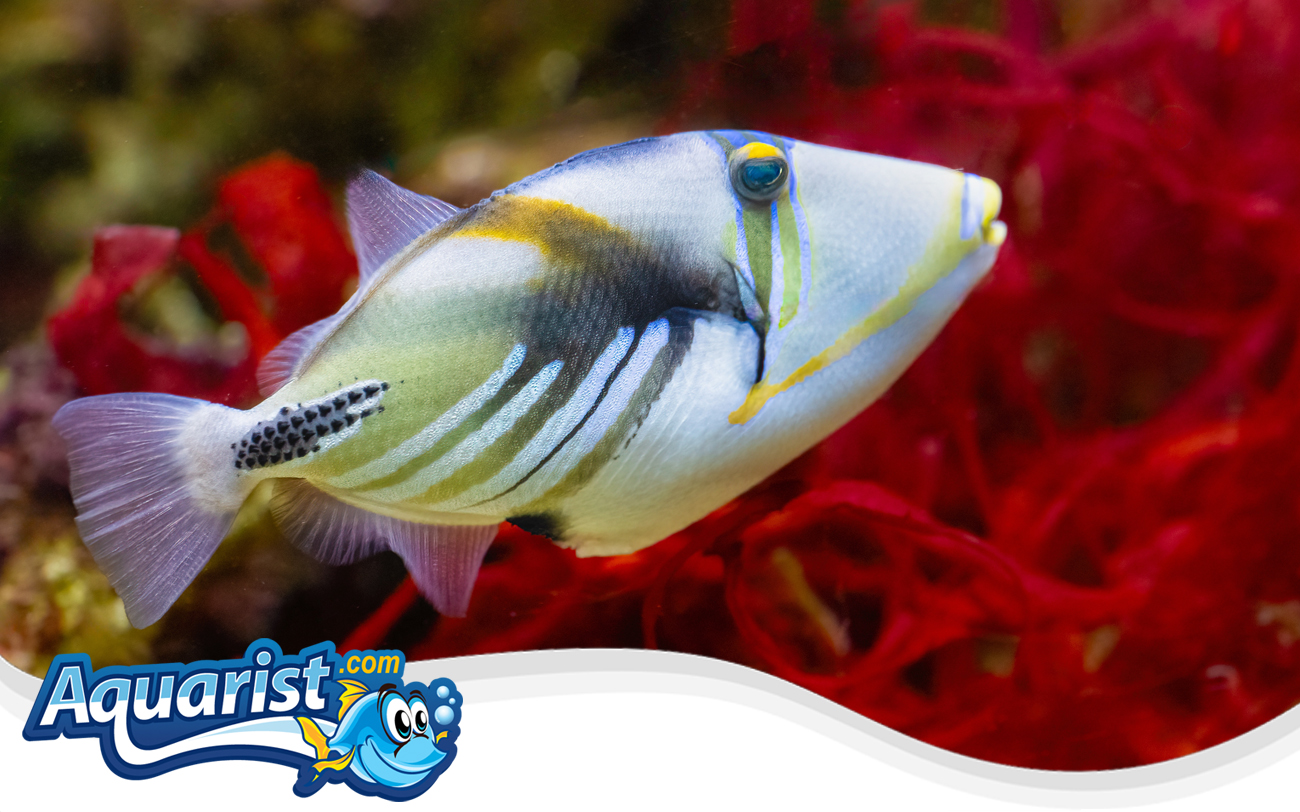 Picasso Triggerfish