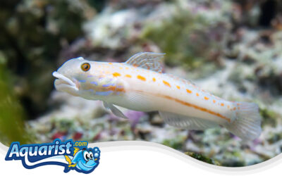 Diamond Goby