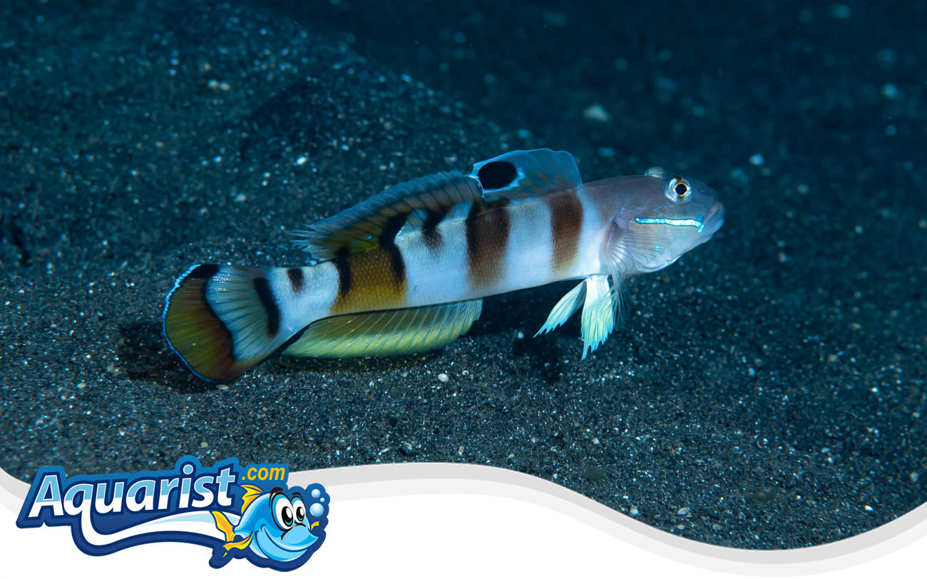 Ward's Sleeper Goby