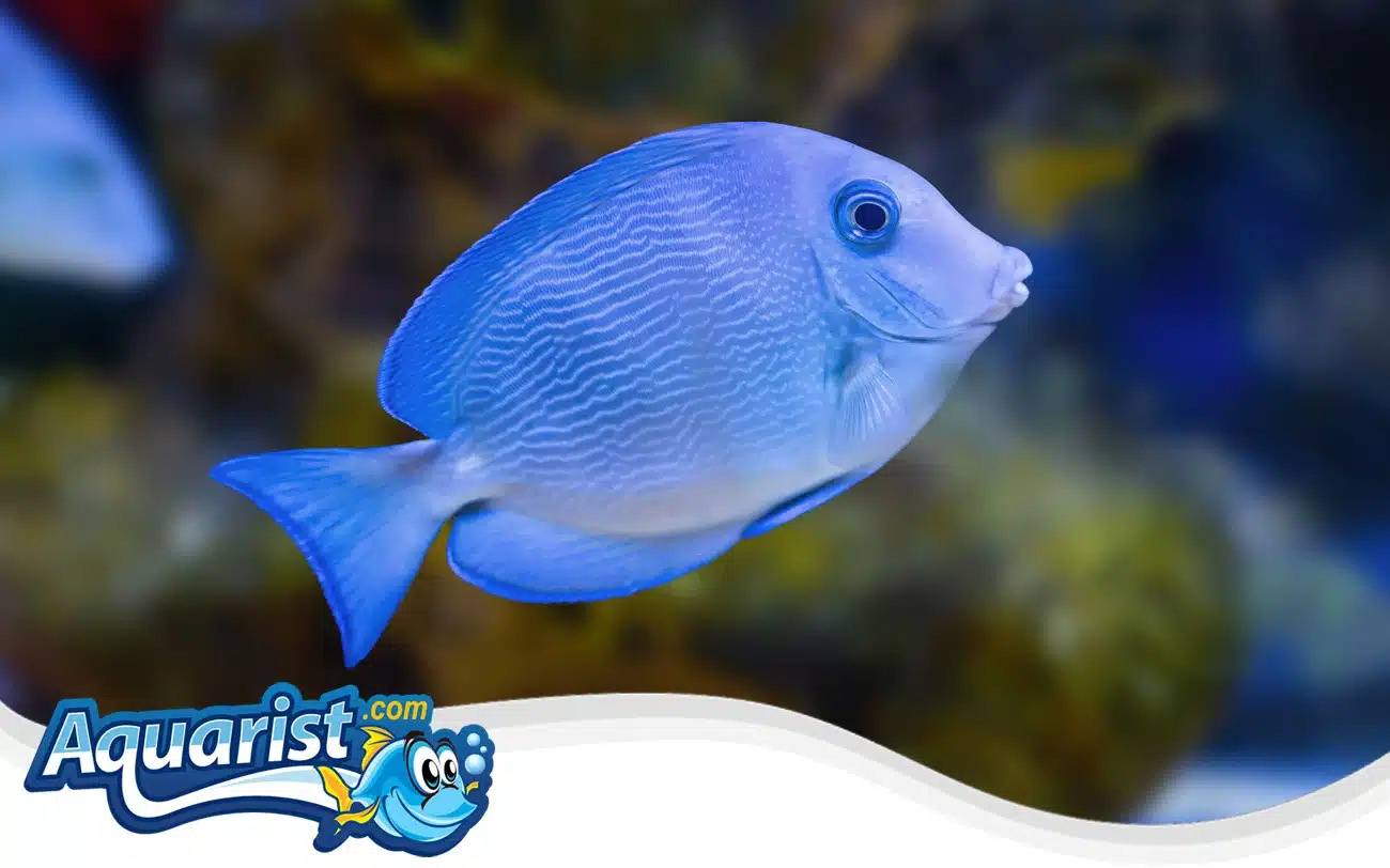 Atlantic Blue Tang Atlantic Blue Tang