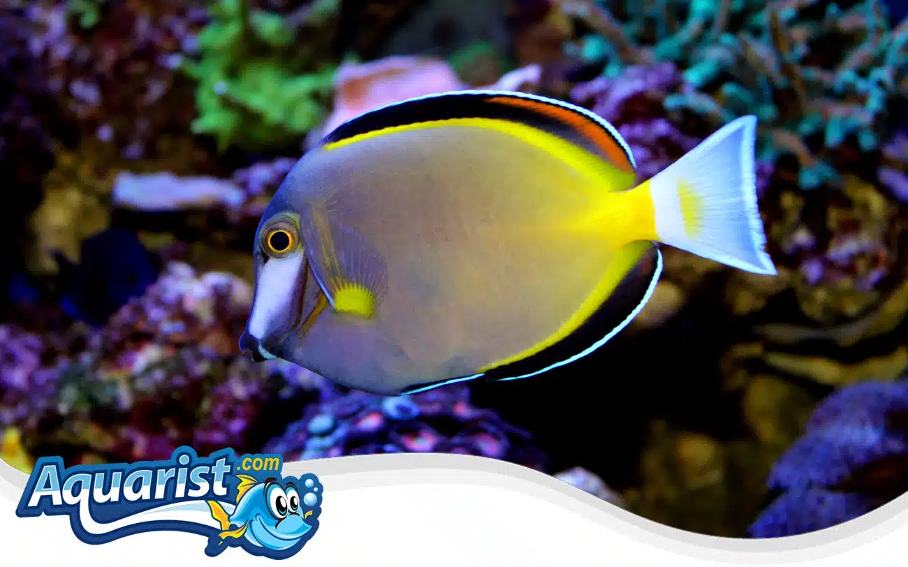 Powder Brown Surgeonfish Powder Brown Surgeonfish