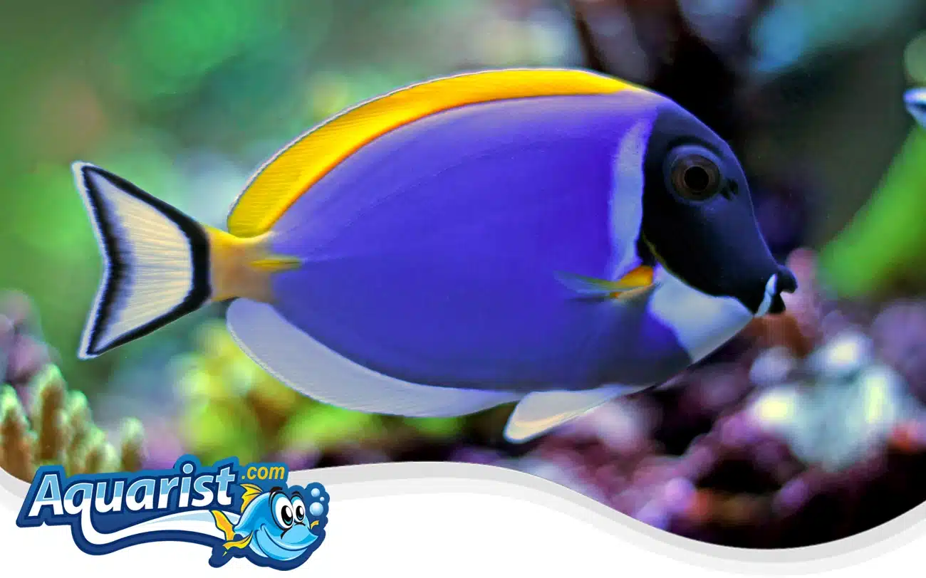Powder Blue Surgeonfish Powder Blue Surgeonfish