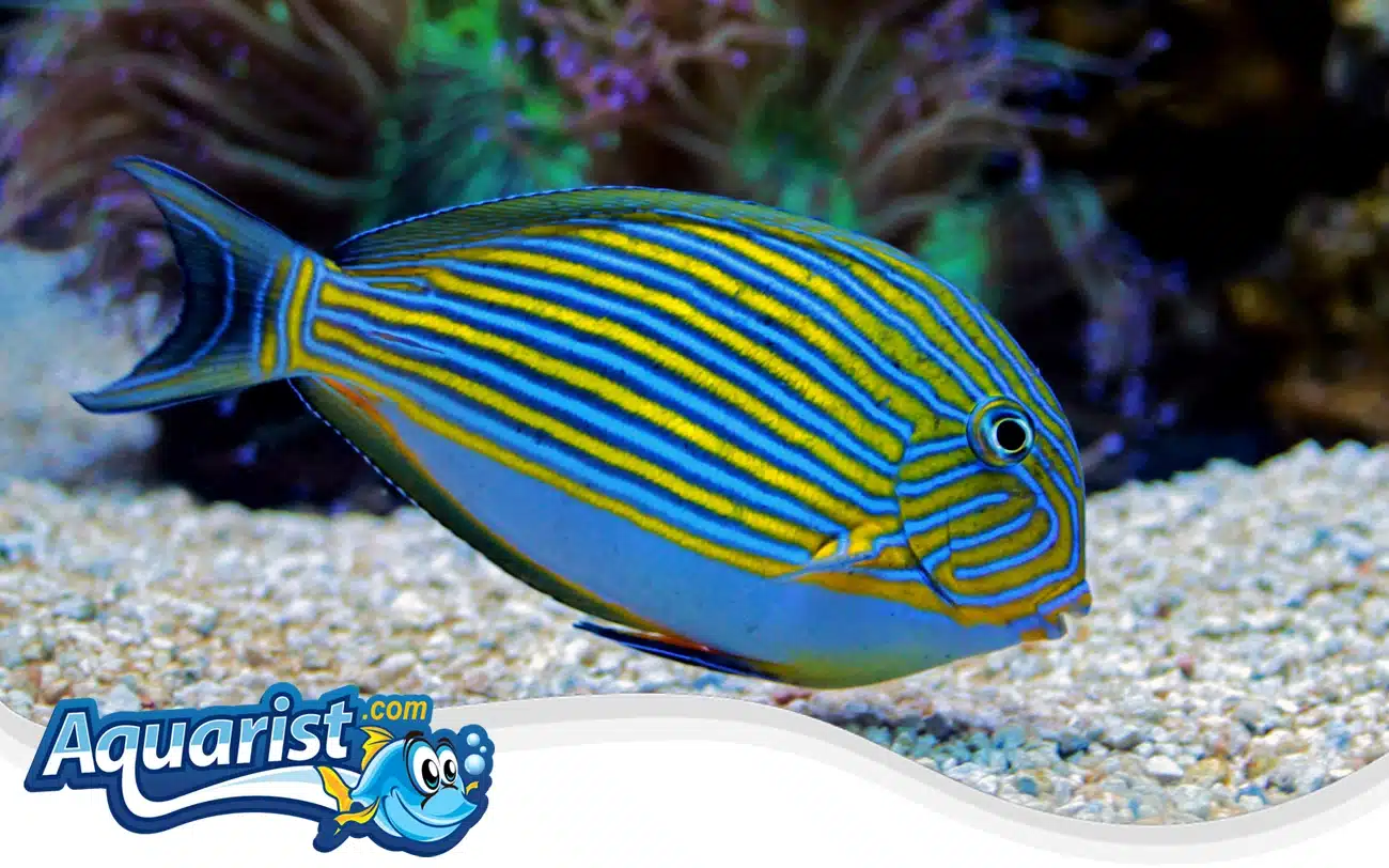 Lined Surgeonfish Lined Surgeonfish