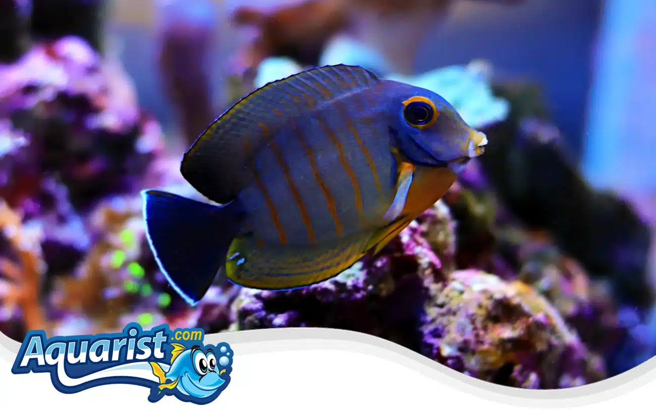 Indian Mimic Surgeonfish Indian Mimic Surgeonfish