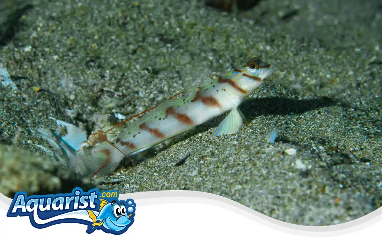 Diagonal Shrimp Goby Diagonal Shrimp Goby