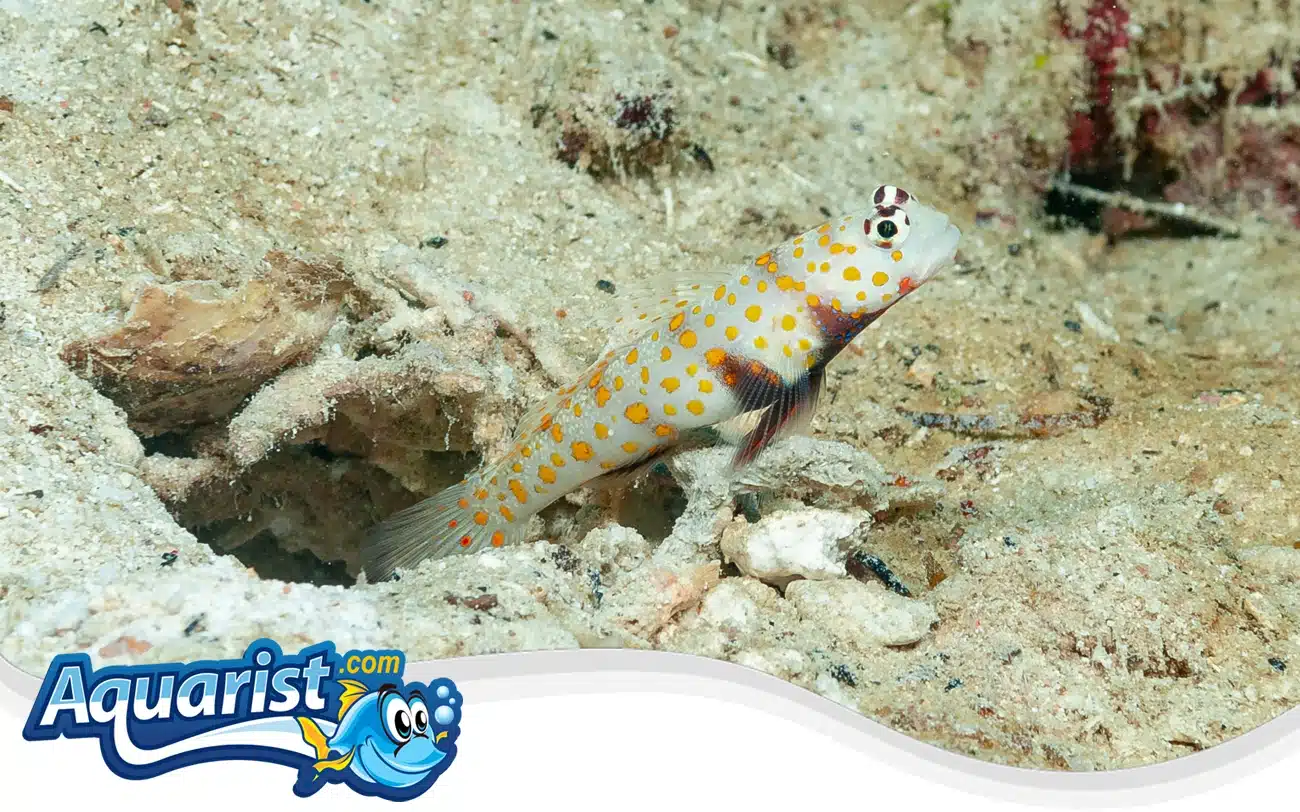 Spotted shrimp goby Spotted shrimp goby