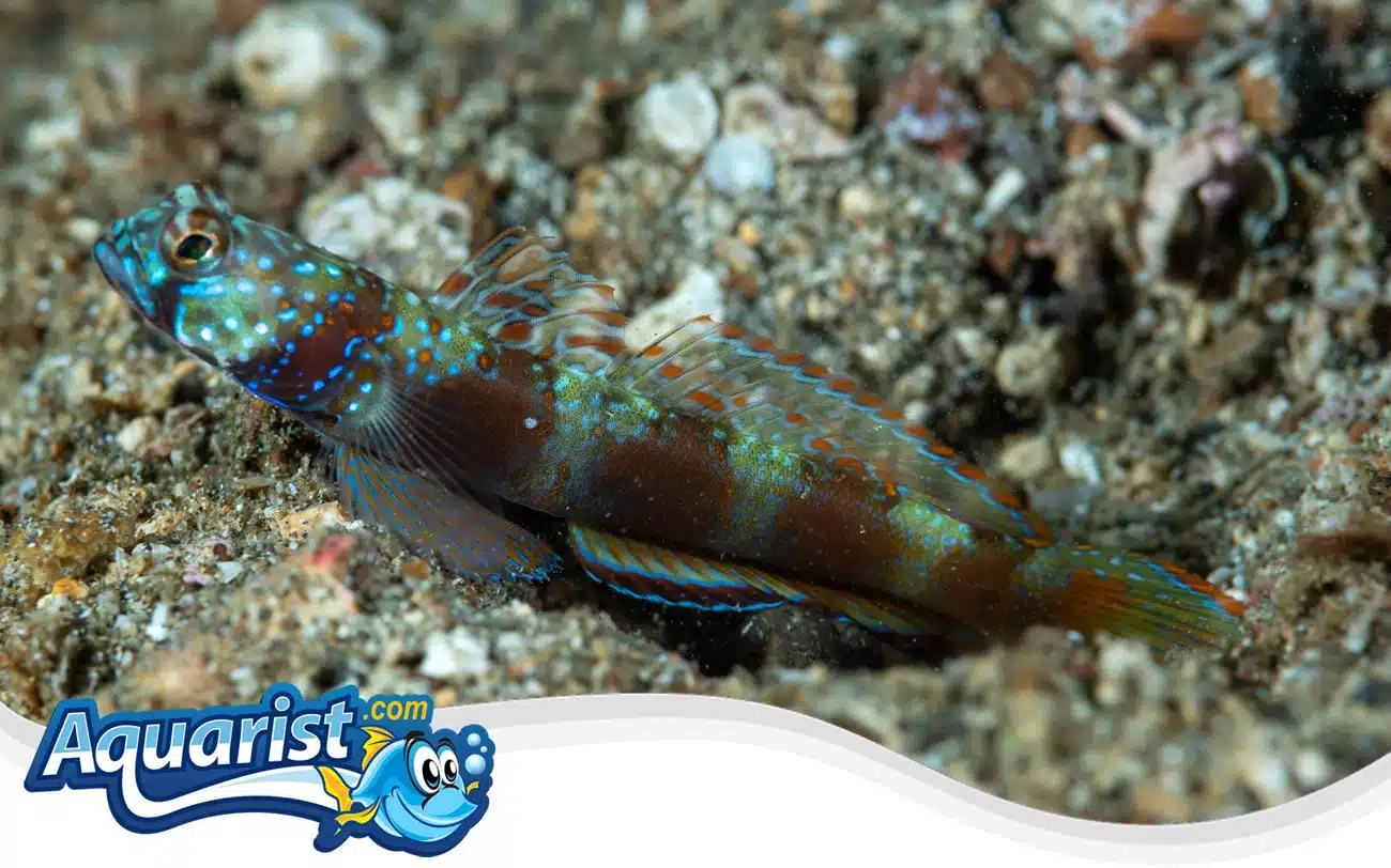 Wide-Banded Shrimp Goby Wide-Banded Shrimp Goby