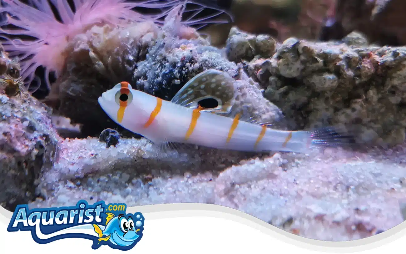 Randall’s Shrimp Goby Randall’s Shrimp Goby