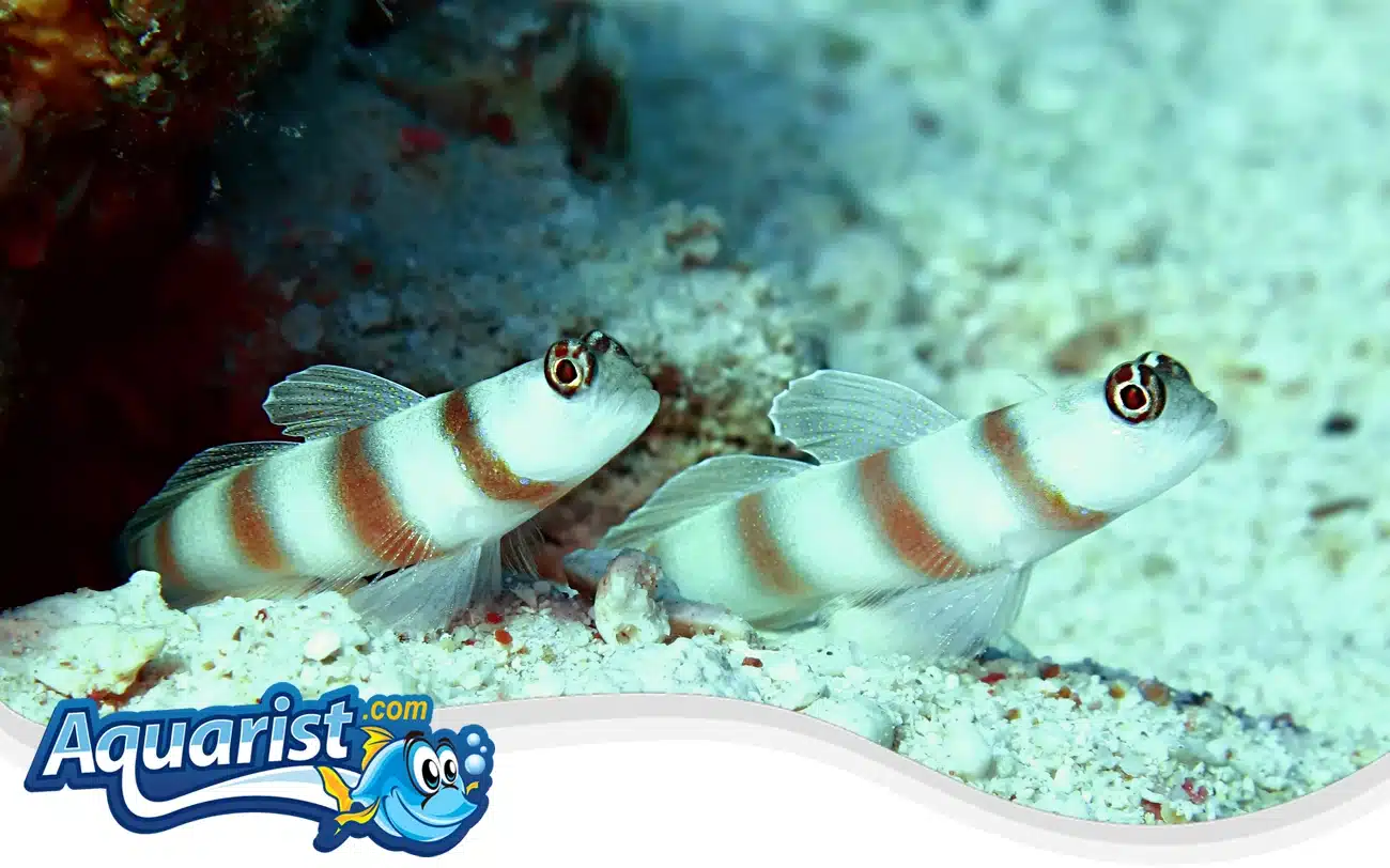 Steinitz’s Shrimp Goby Steinitz's Shrimp Goby