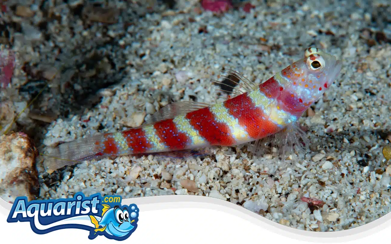 Wheeler’s Shrimp Goby Wheeler's Shrimp Goby
