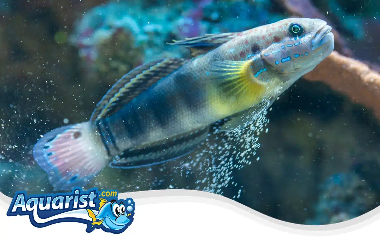 Sleeper Banded Goby Sleeper Banded Goby