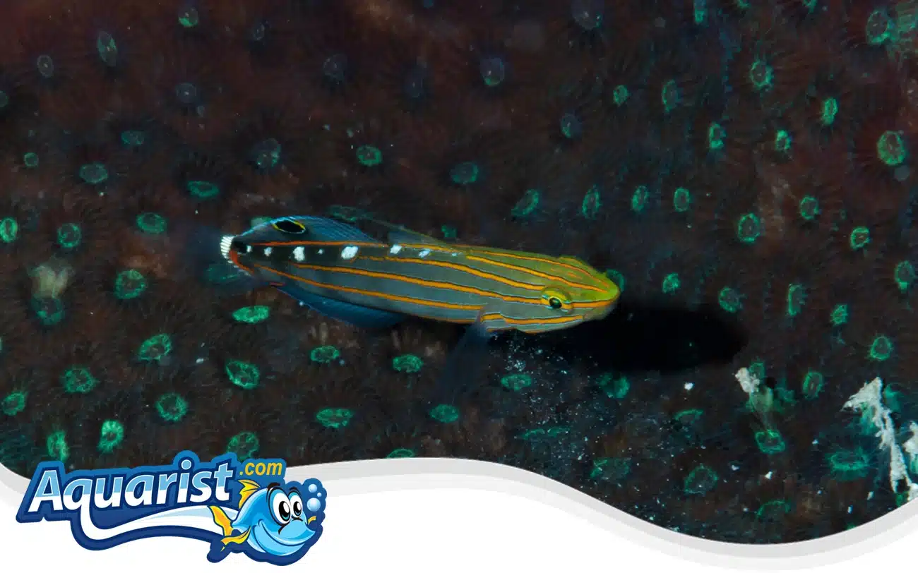 Rainford’s Goby Rainford's Goby
