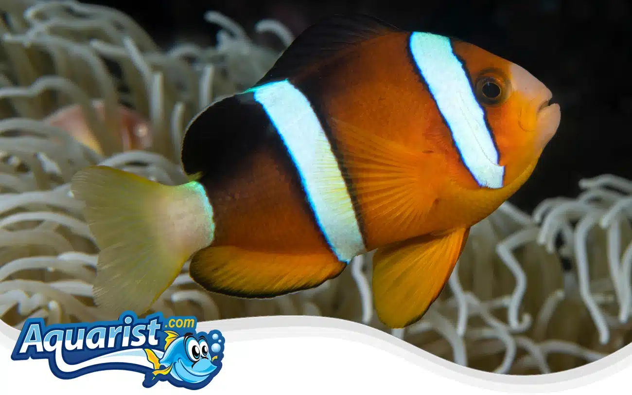 Clarkii Clownfish Clarkii Clownfish