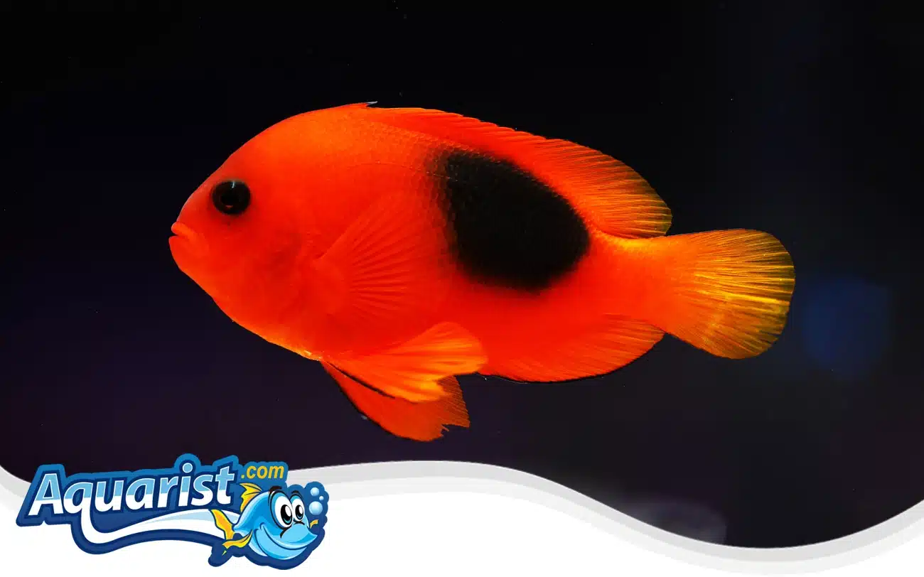 Saddleback Clownfish Saddleback Clownfish